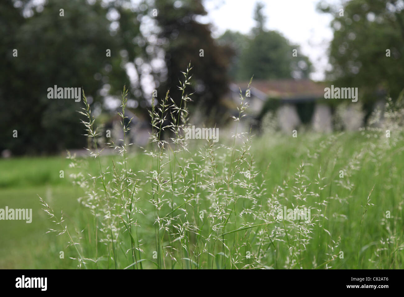 Gräser, erba Foto Stock