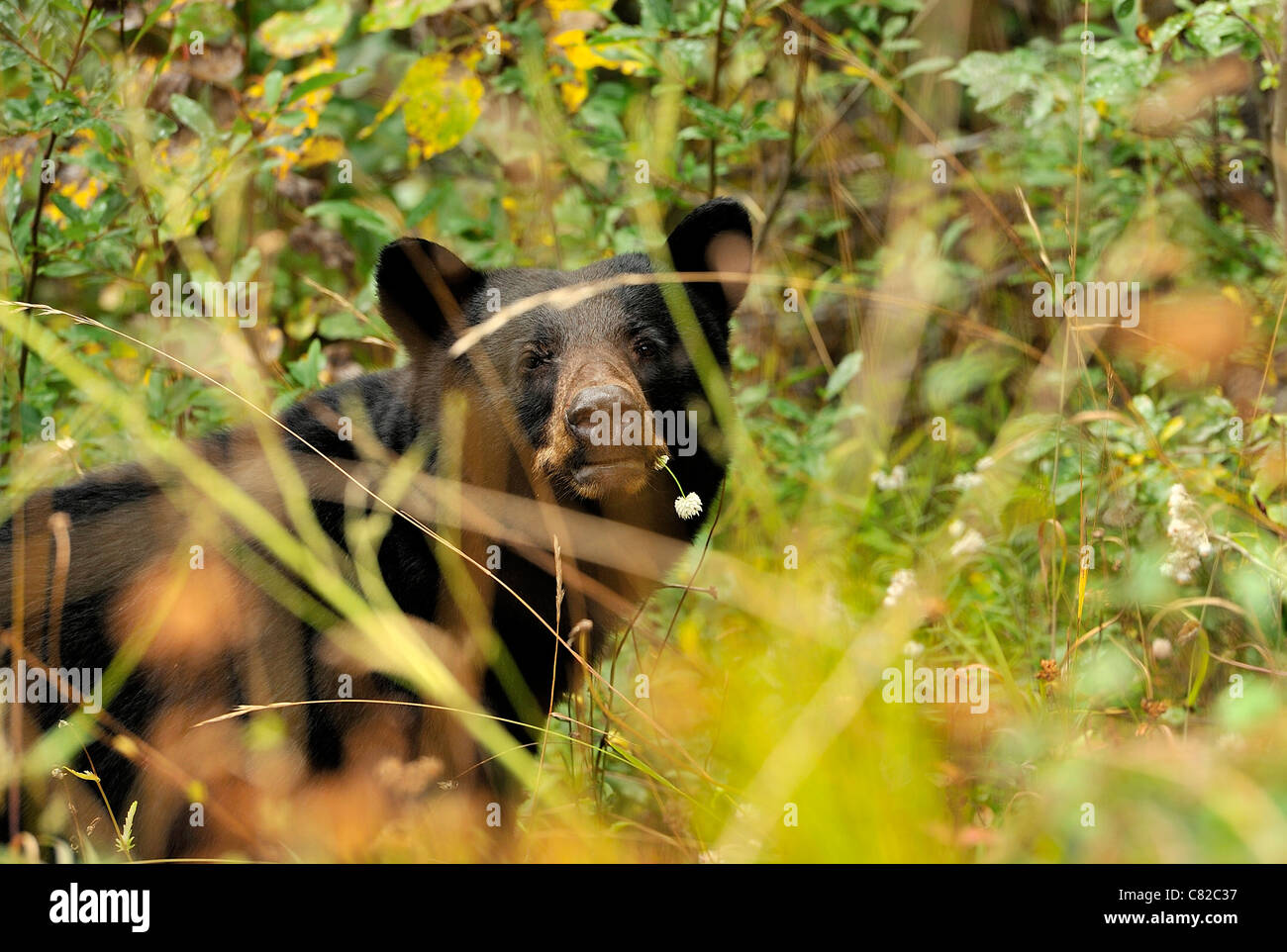 Un orso nero spiata attraverso alcuni erba alta durante la masticazione su alcune wild clover. Foto Stock