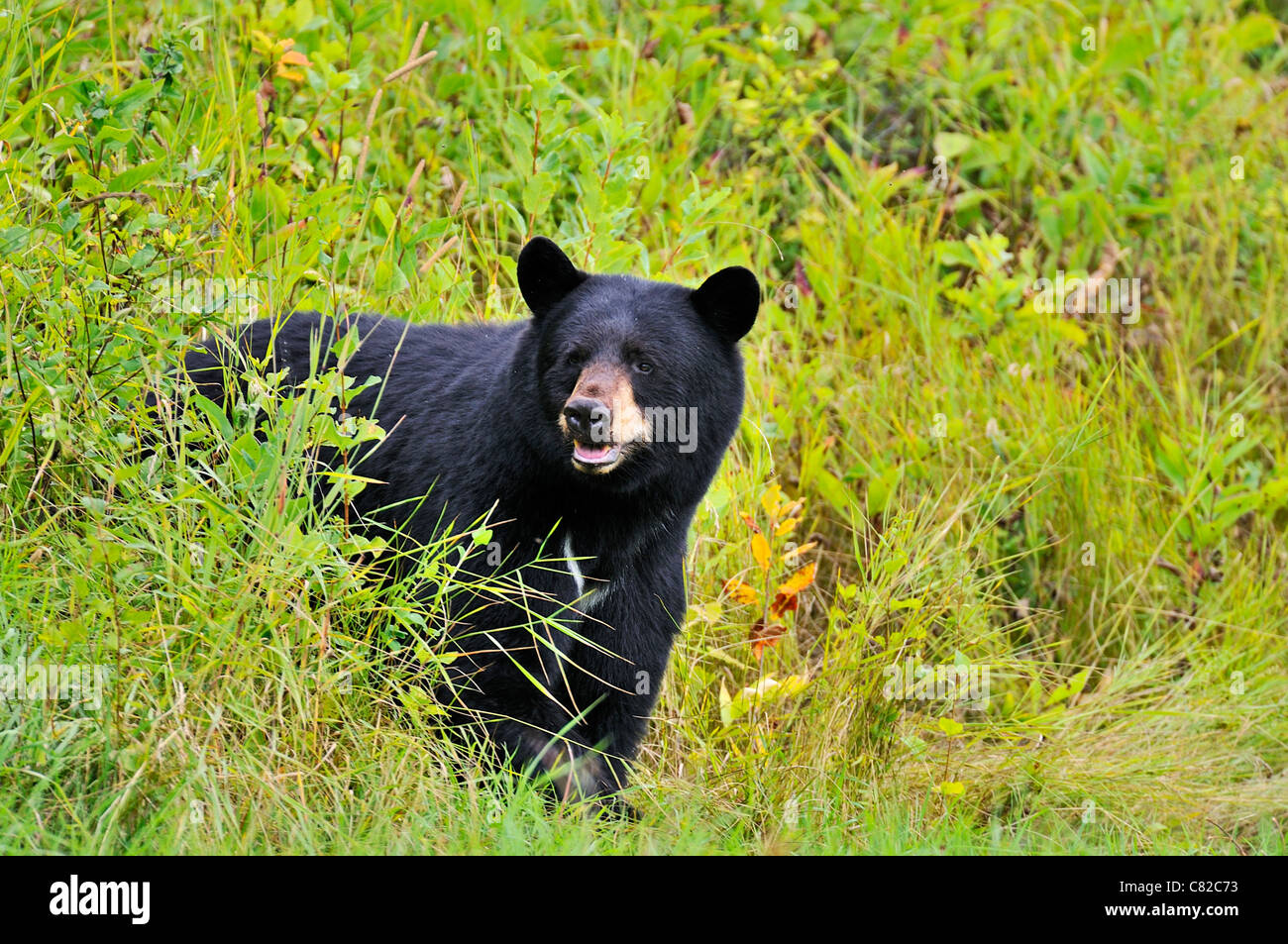 Un adulto selvatico black bear cautamente uscendo nella lussureggiante prato estivo warry di qualsiasi segno di pericolo Foto Stock