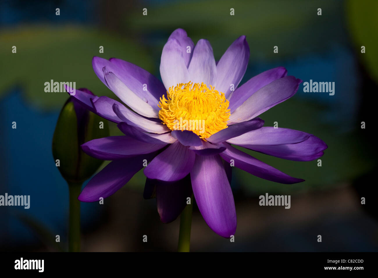 Lillies acqua a Kew Gardens, Londra Foto Stock