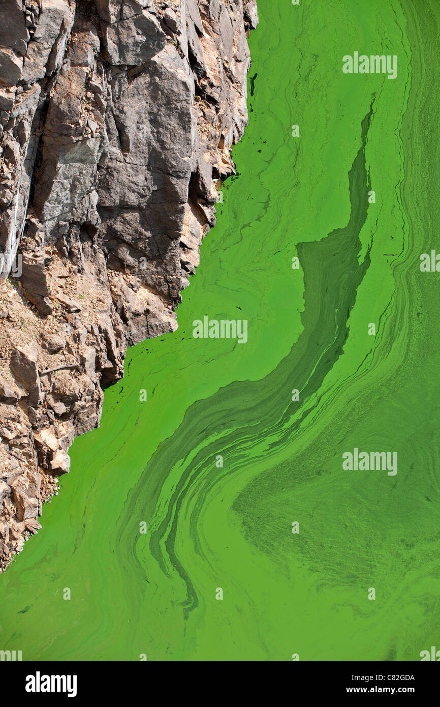 Cianobatteri o 'blu-verde' alghe che si sviluppano in corrispondenza della superficie di un flusso lento fiume, in estate (Puy-de-Dôme - Francia). Foto Stock