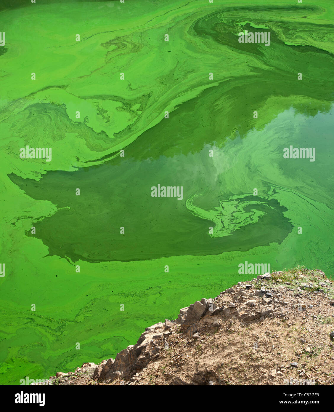 Cianobatteri o 'blu-verde' alghe che si sviluppano in corrispondenza della superficie di un flusso lento fiume, in estate (Puy-de-Dôme - Francia). Foto Stock