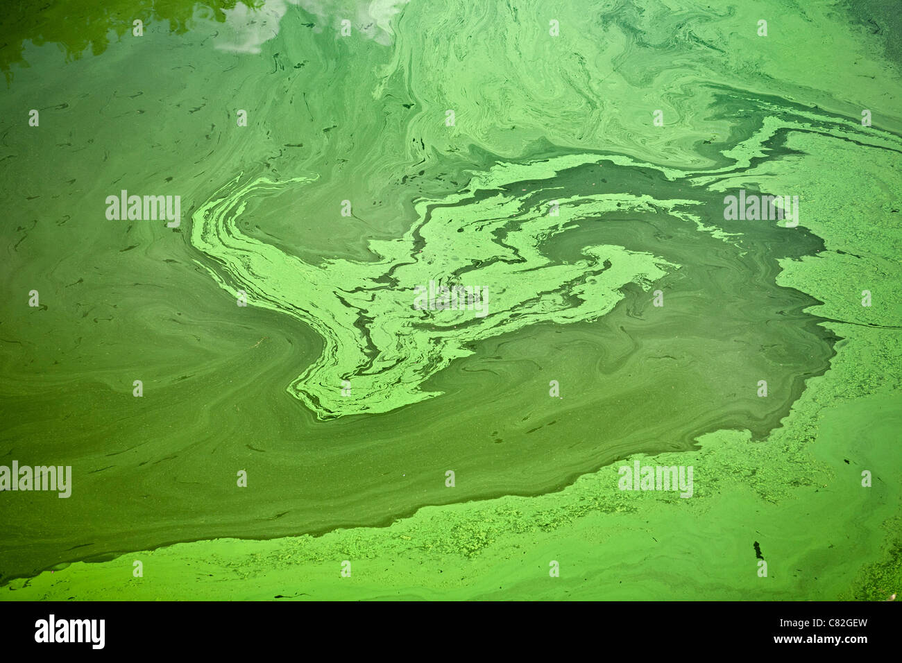 Cianobatteri o 'blu-verde' alghe che si sviluppano in corrispondenza della superficie di un flusso lento fiume, in estate (Puy-de-Dôme - Francia). Foto Stock