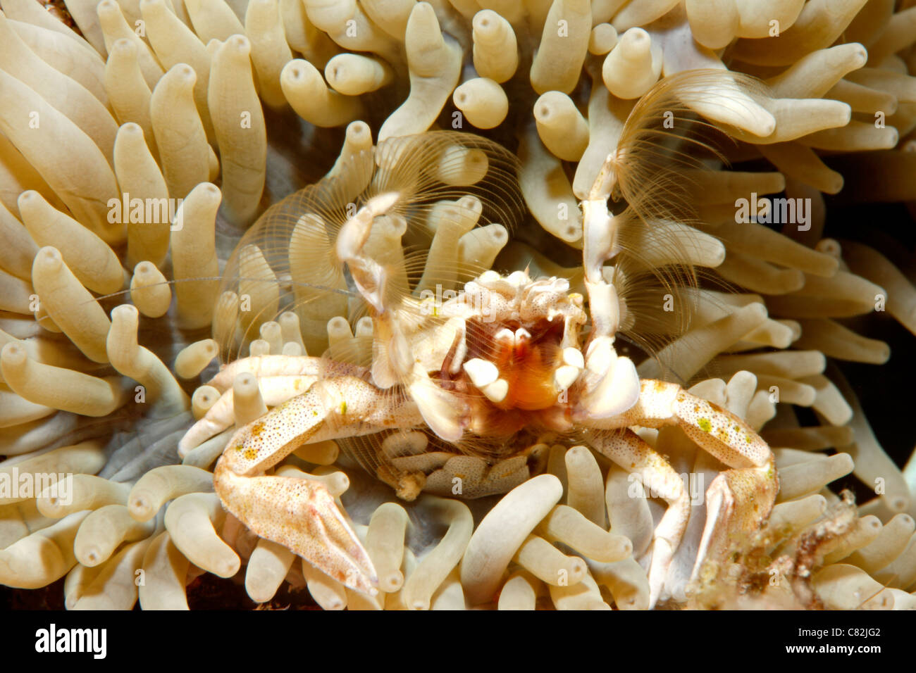 Il Granchio di porcellana, Neopetrolisthes maculatus, vivendo in un anemone marittimo. Noto anche come Neopetrolisthes ohshimai e Neopetrolisthes maculata Foto Stock