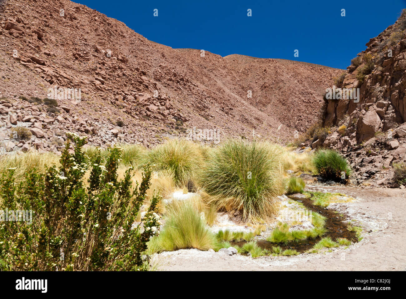 Piccolo fiume avvolgimento attraverso il Rio Grande Valley, il Deserto di Atacama, Cile Foto Stock