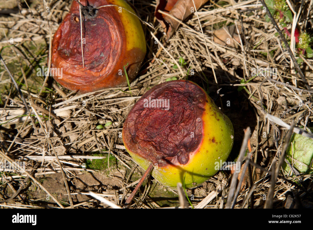 Mele marce apple Foto Stock