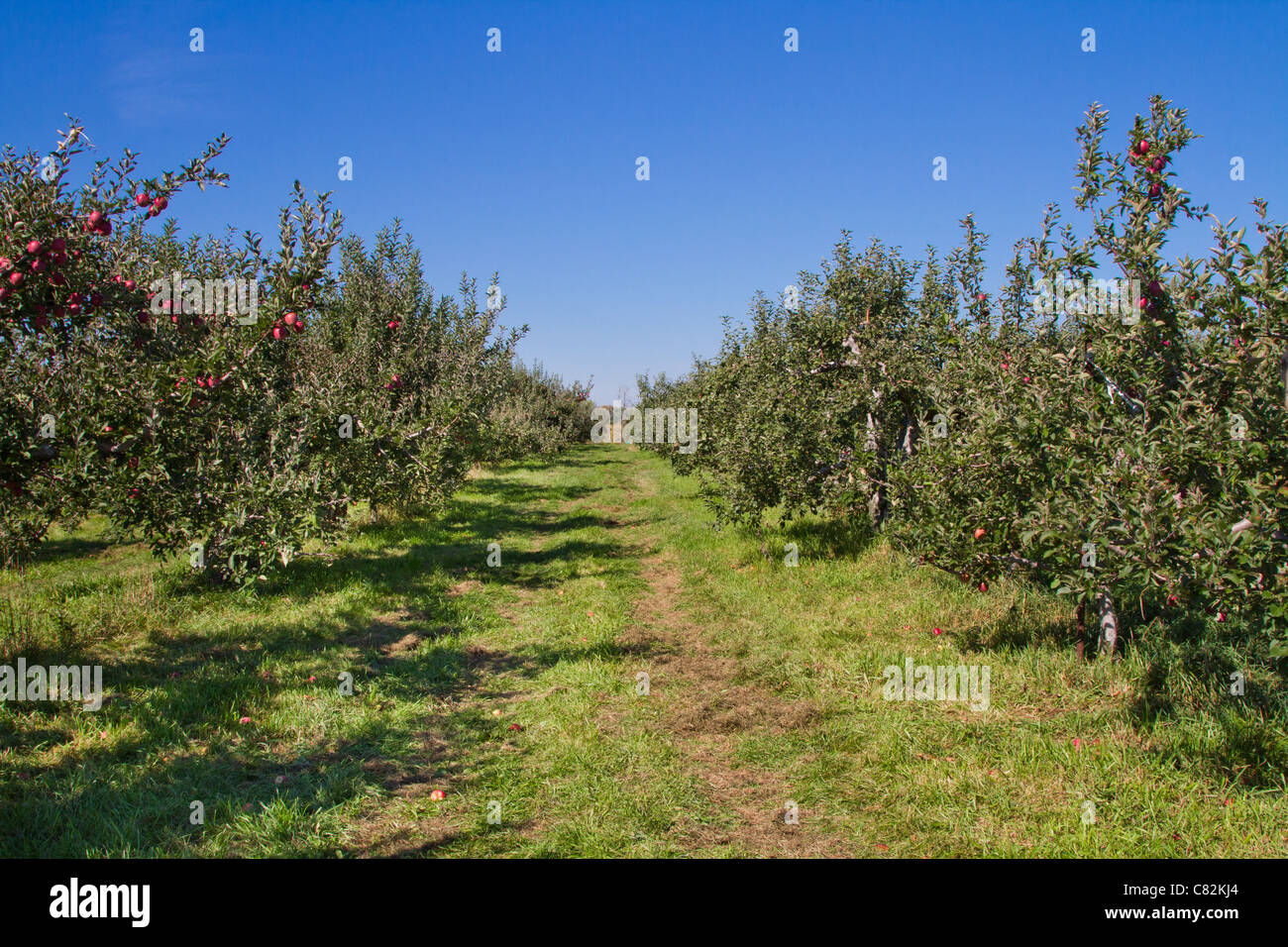 Meleto frutto raccolto farm blossom grove Foto Stock