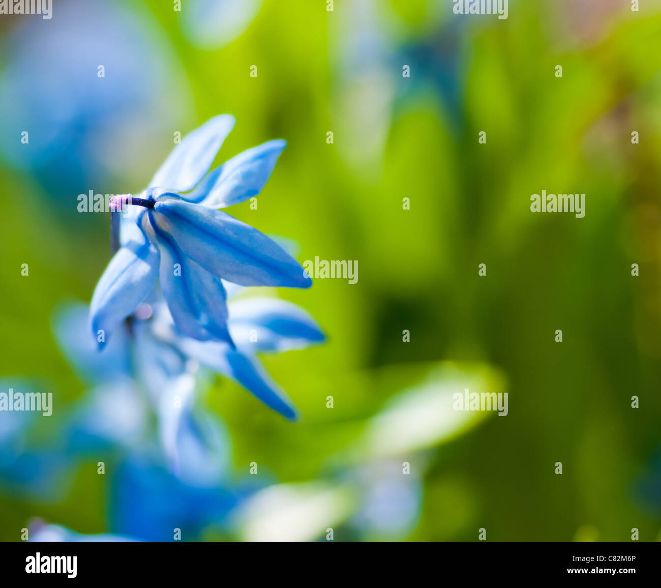 Molla di fiori blu (Scilla Sibirica) Foto Stock