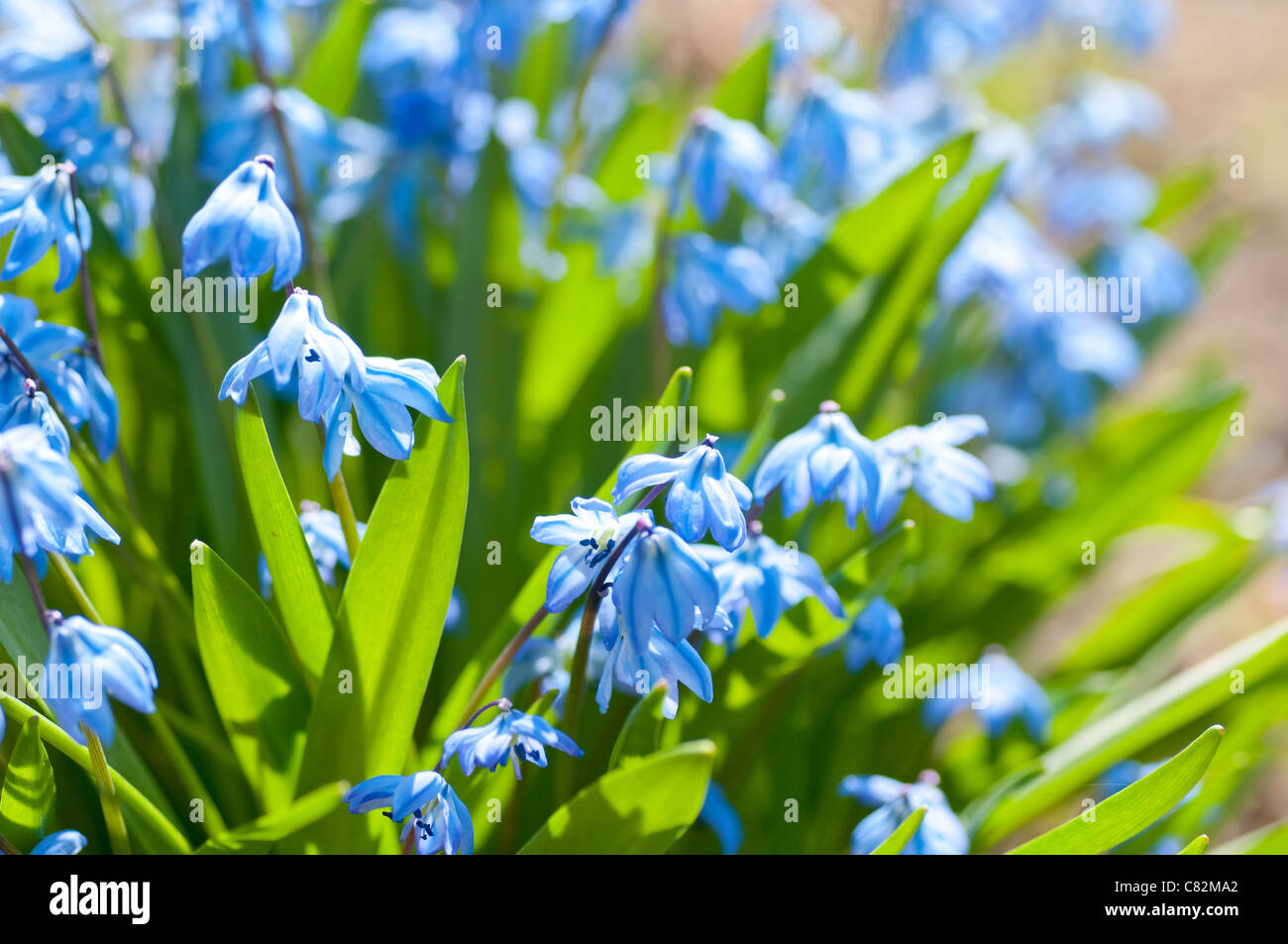 Molla di fiori blu (Scilla Sibirica) Foto Stock