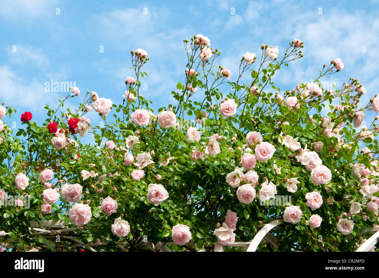 Le rose contro il cielo blu. Giardino di Rose in Praga Foto Stock
