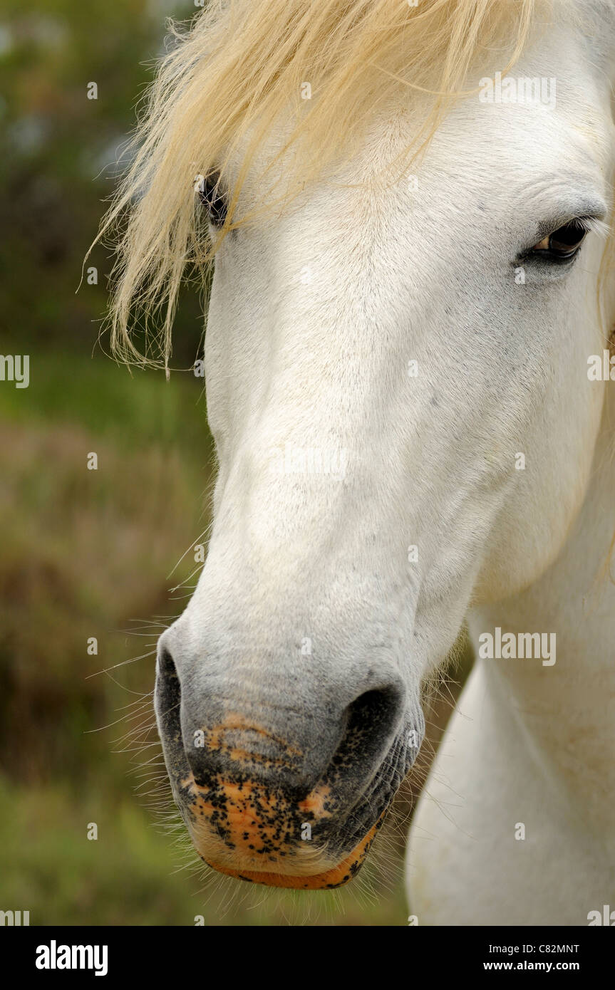 Ritratto di Camargue, cavalli Camargue, Frankreich Foto Stock