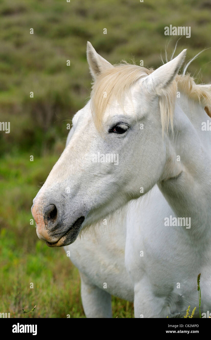 Lato ritratto della Camargue, cavalli Camargue, Francia Foto Stock
