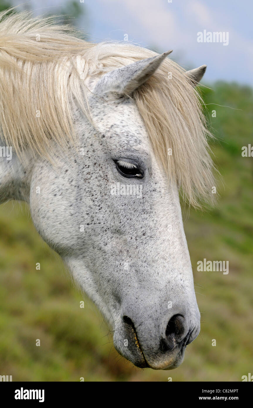 Lato ritratto della Camargue, cavalli Camargue, Francia Foto Stock