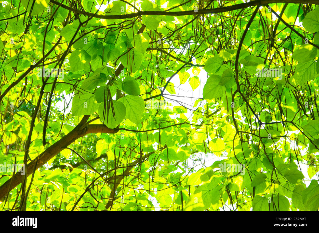 Foglie verdi e poco profonda focus Foto Stock