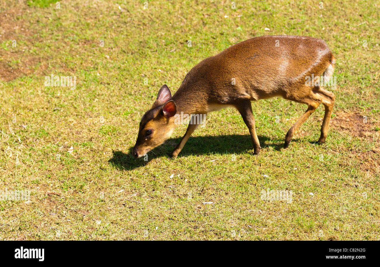 Reeves Muntjac Foto Stock