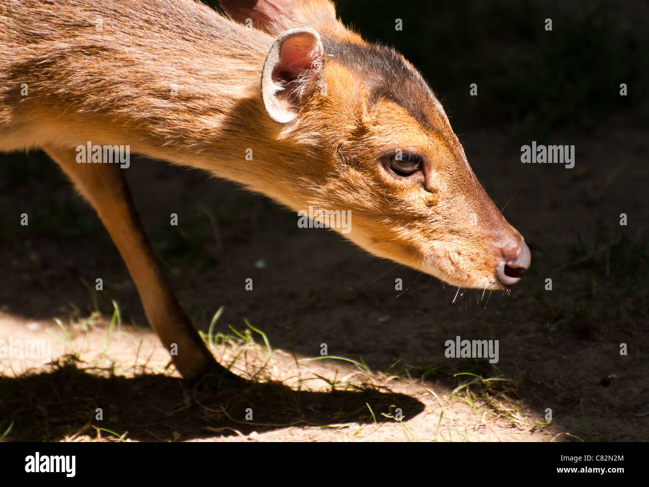 Reeves Muntjac Foto Stock