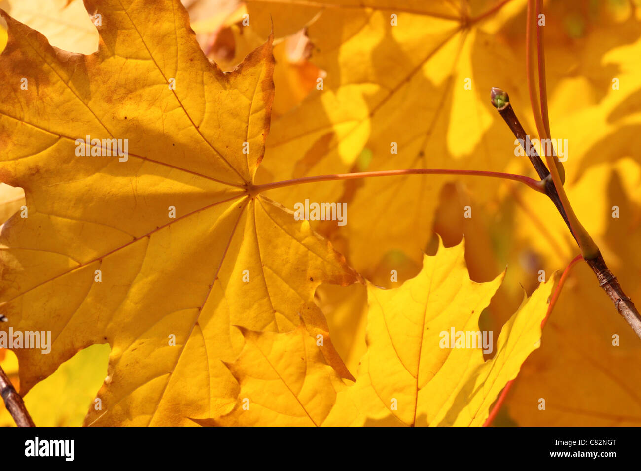 Albero di acero in autunno Foto Stock