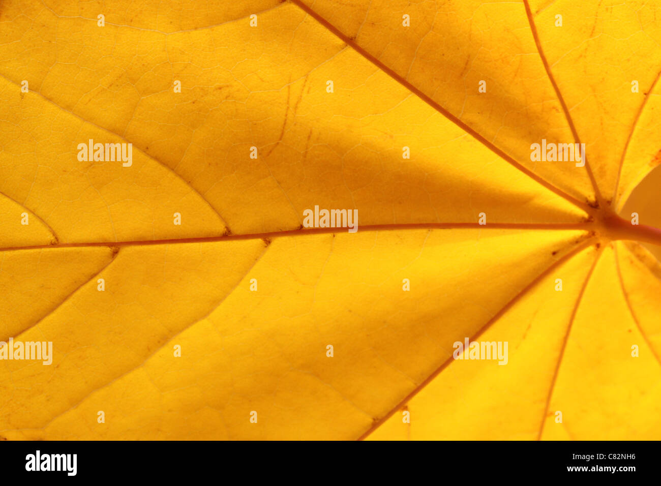 Close up di giallo maple leaf Foto Stock