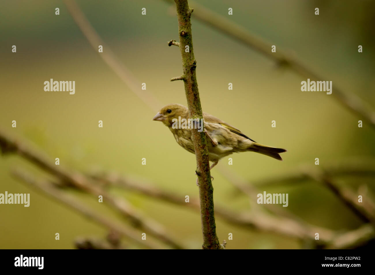 Verde-Finch Foto Stock