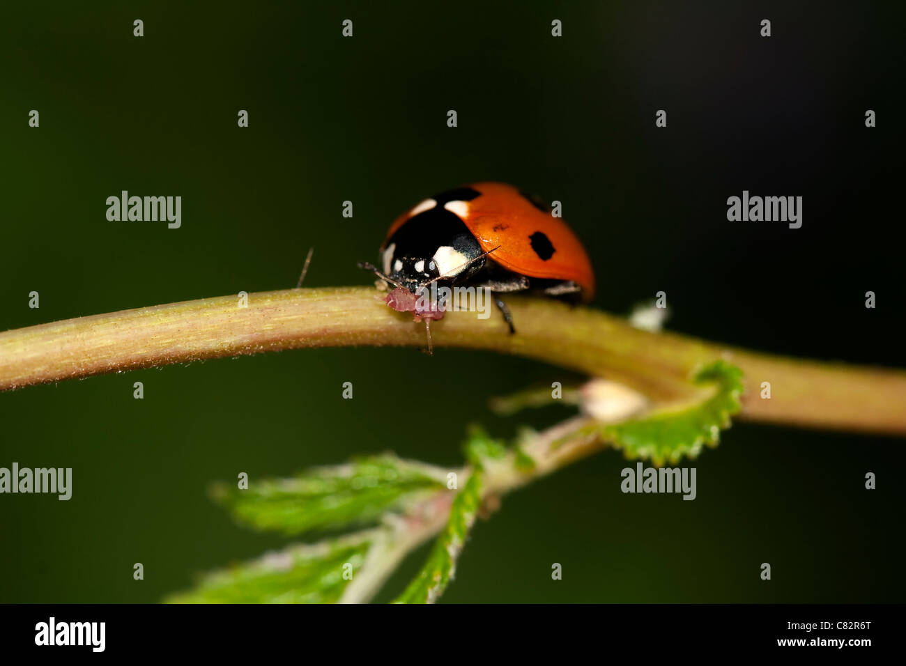 Ladybird mangiando un afide Foto Stock