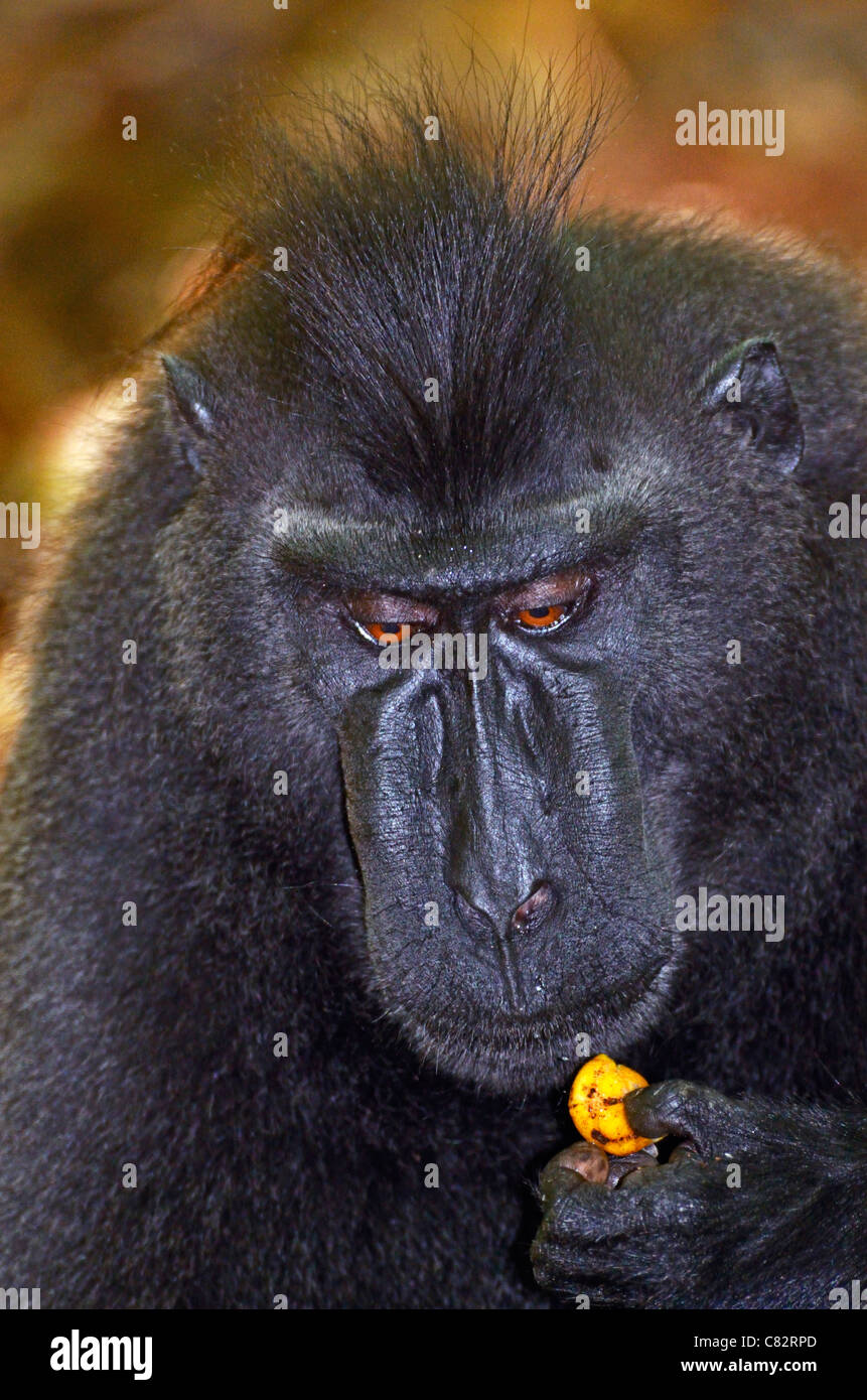Nero macaco crestato,Sulawesi, Indonesia Foto Stock