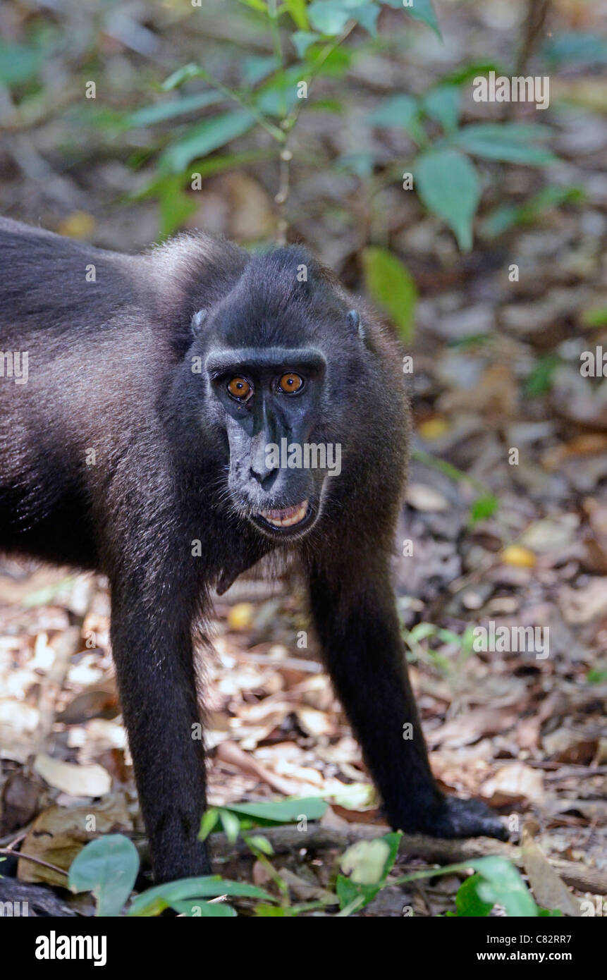 Giovane nero crested macaque,Sulawesi, Indonesia. Foto Stock