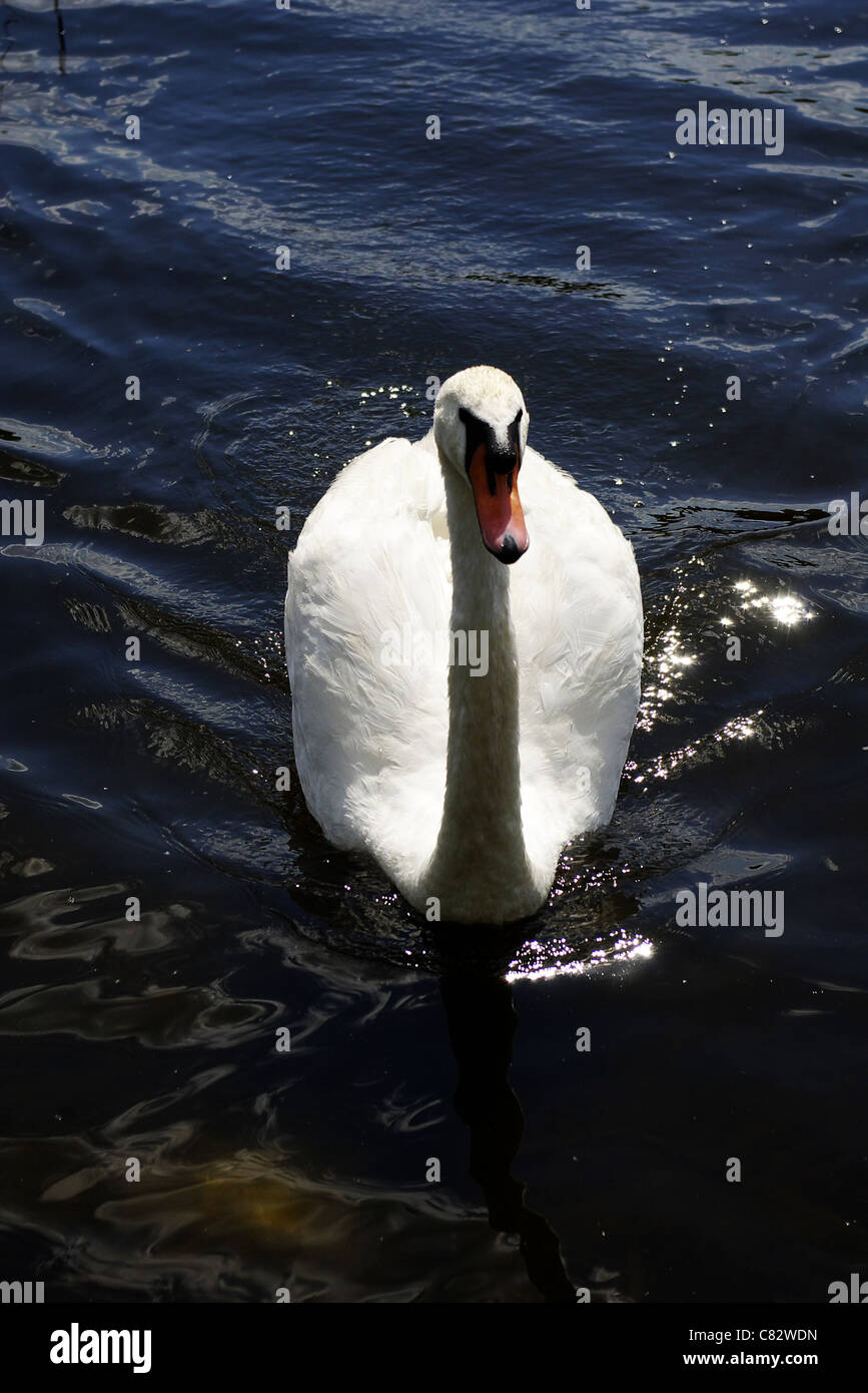 Wild White Swan nuoto dal lago blu - anteriore Foto Stock