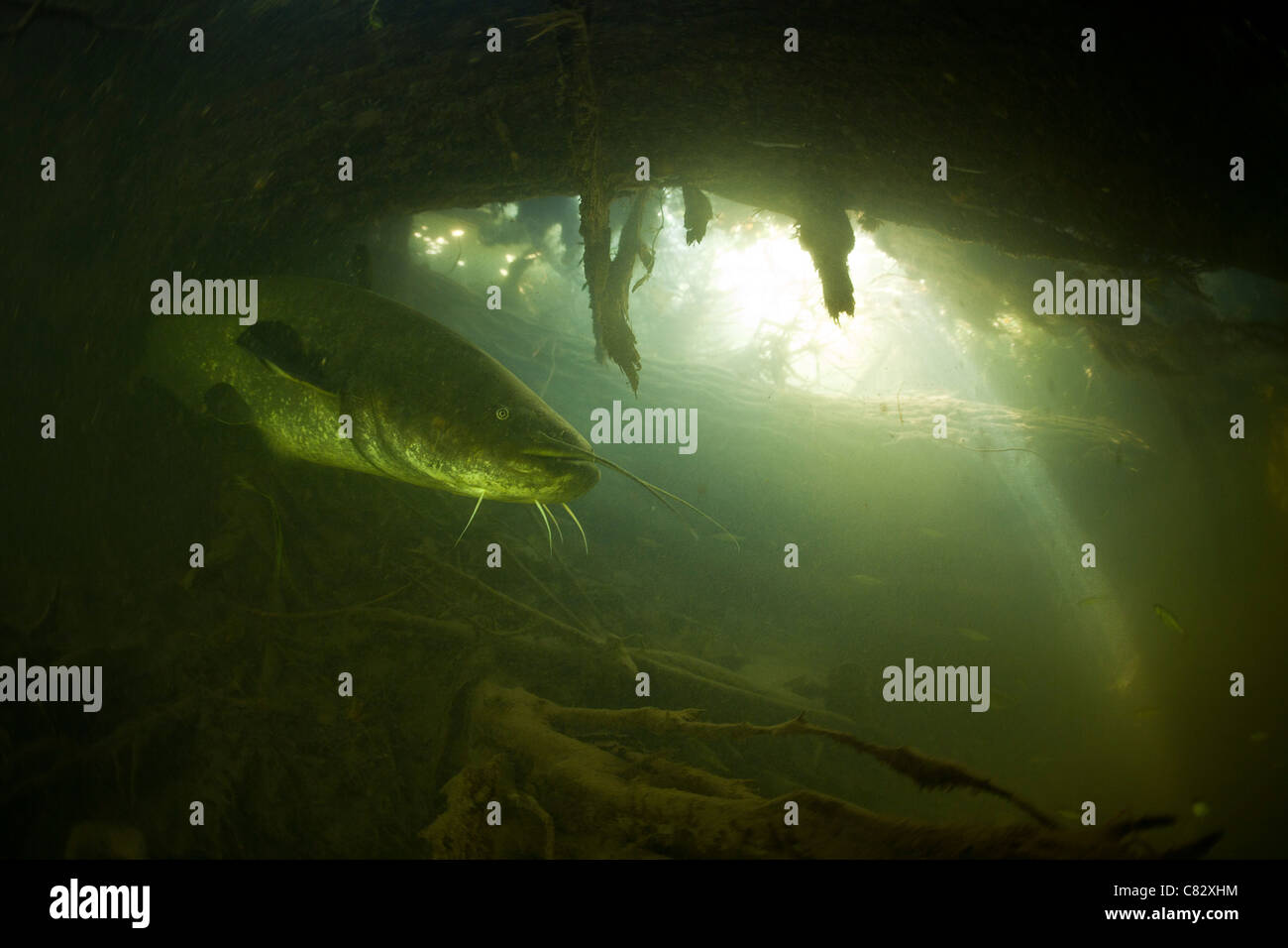 A Wels siluro (Silurus glanis) nel selvaggio. Che misure campione quasi 8,2 ft e pesa 220 kg. Foto Stock