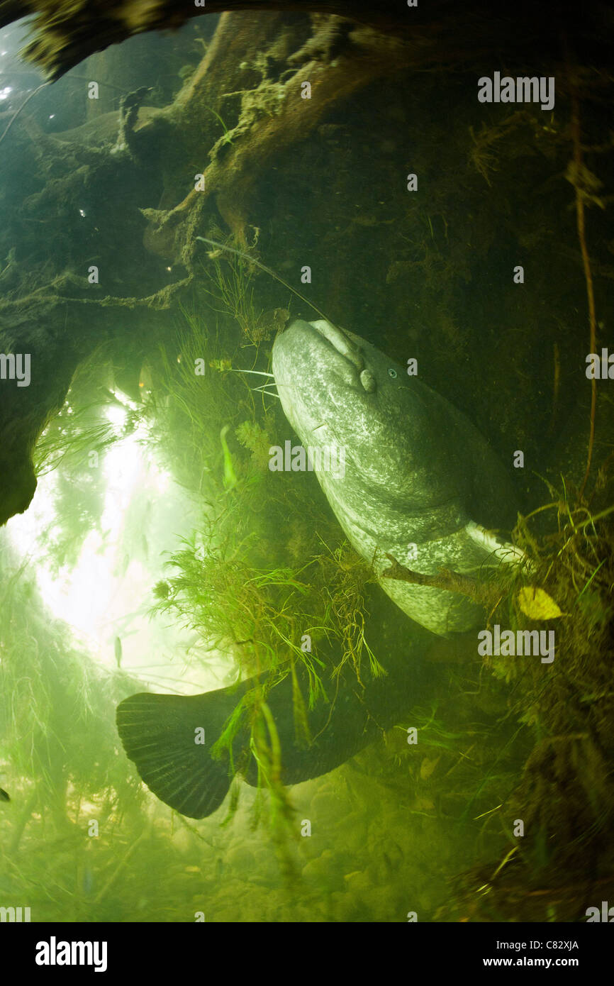 A Wels siluro (Silurus glanis) nel selvaggio. Che misure campione quasi 8,2 ft e pesa 220 kg. Foto Stock