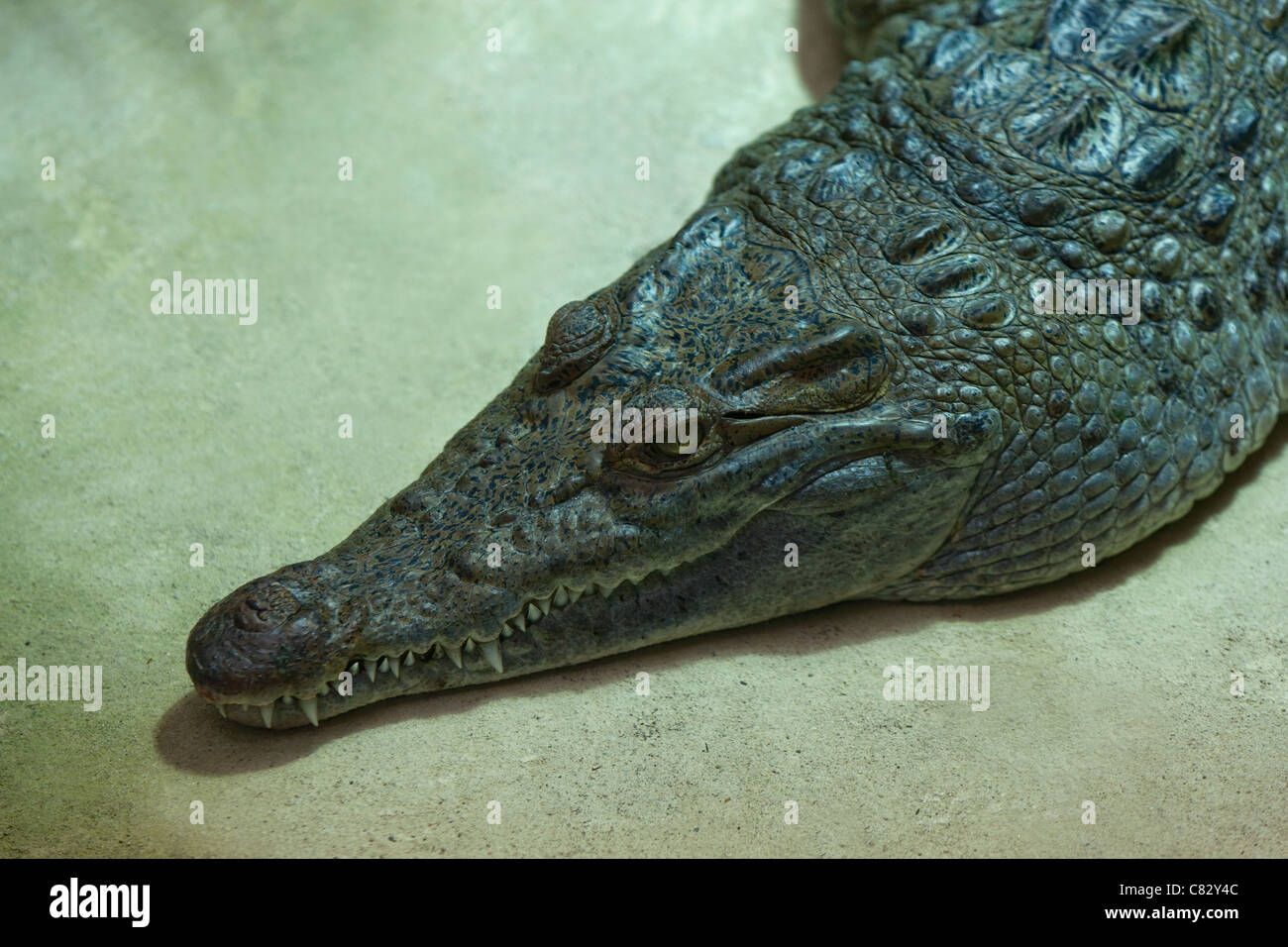 Philippine Crocodile (Crocodylus mindorensis). Specie in via di estinzione. Foto Stock