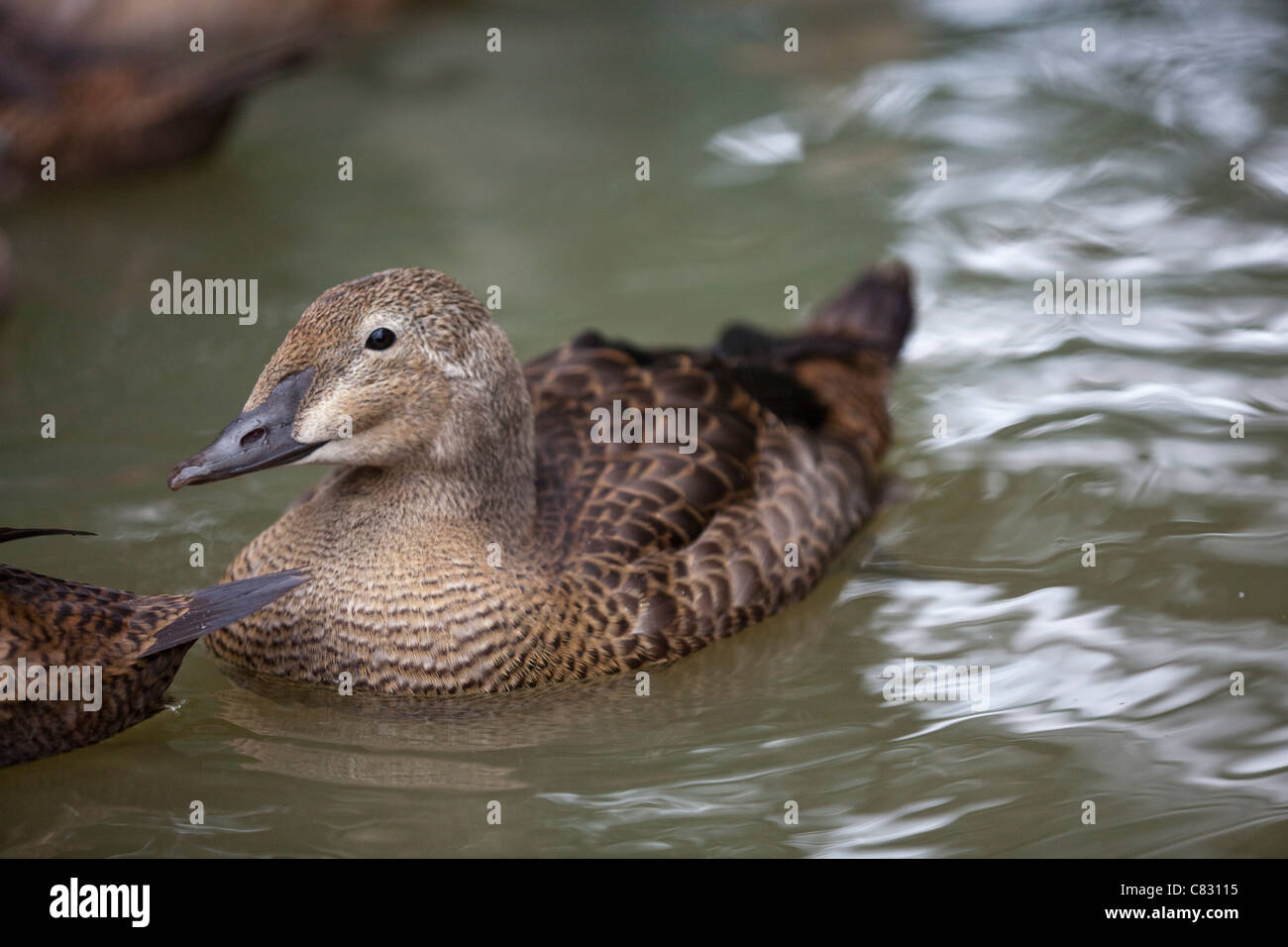 Re Eider (Somateria spectablis). I capretti. Primo inverno piumaggio. Foto Stock