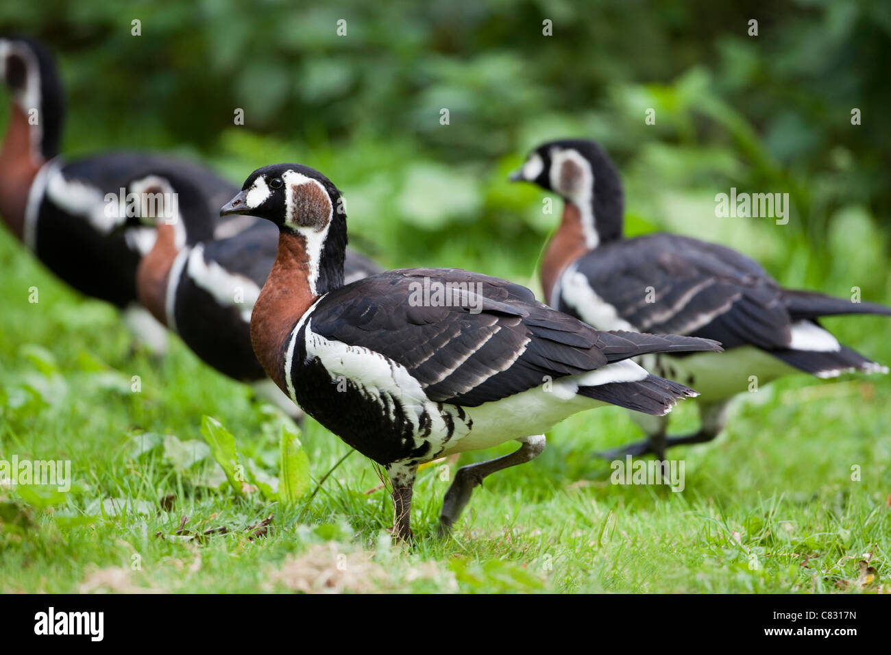 Red-breasted Goose (Branta ruficollis). I capretti, immaturi, primo inverno plumaged uccelli. Nota bianco Refilato ala covert piume. Foto Stock