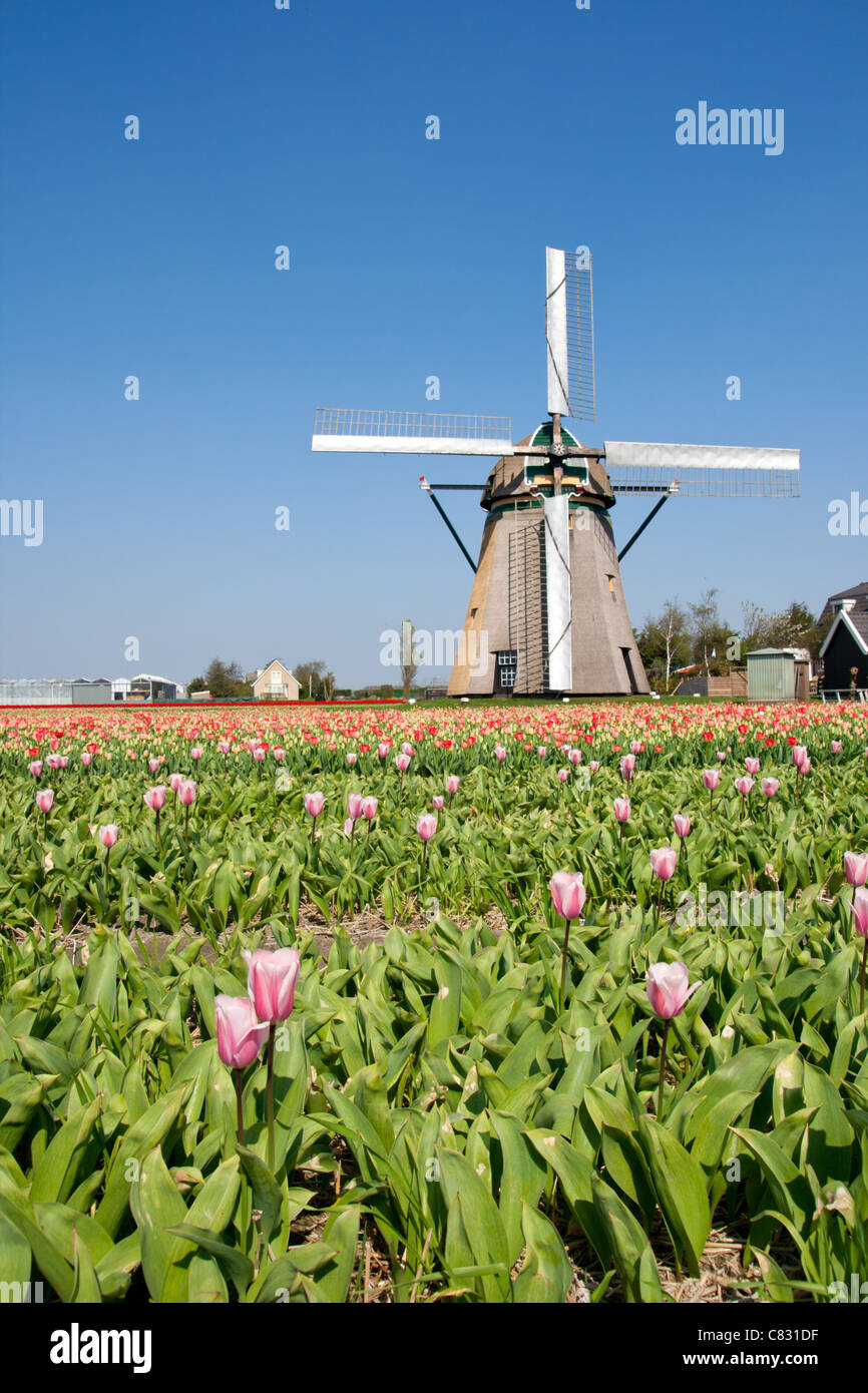 Mulino a vento olandese in un tulipfield in Olanda Foto Stock