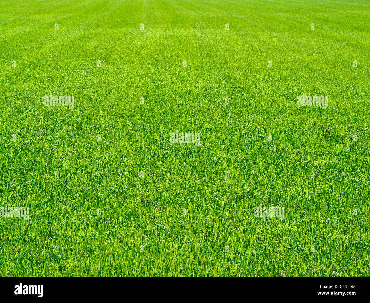 Campo di erba Texture Foto stock - Alamy