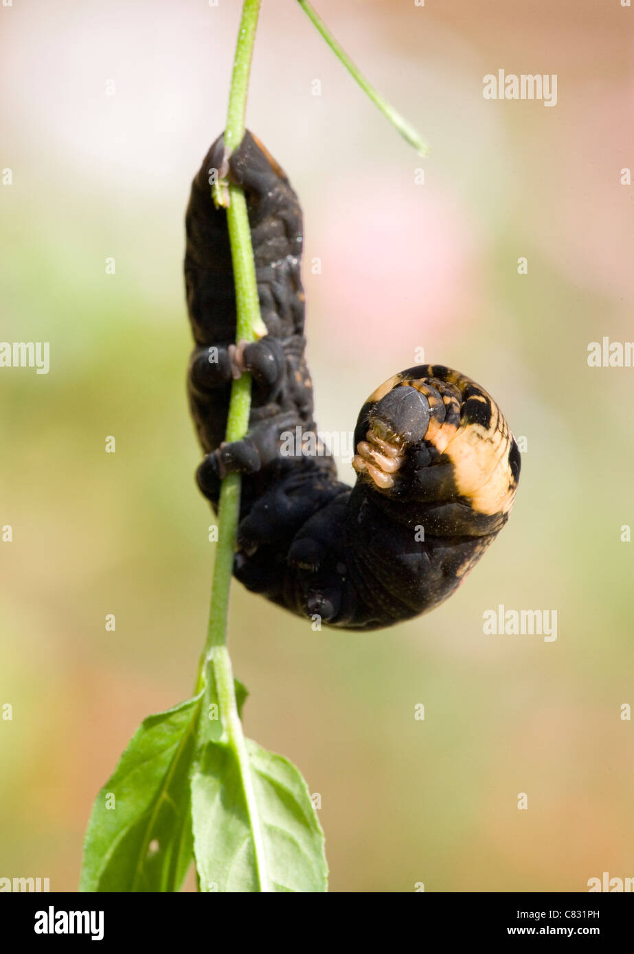 Elephant Hawk-moth caterpillar Deilephila elpenor larva climbing UK Foto Stock