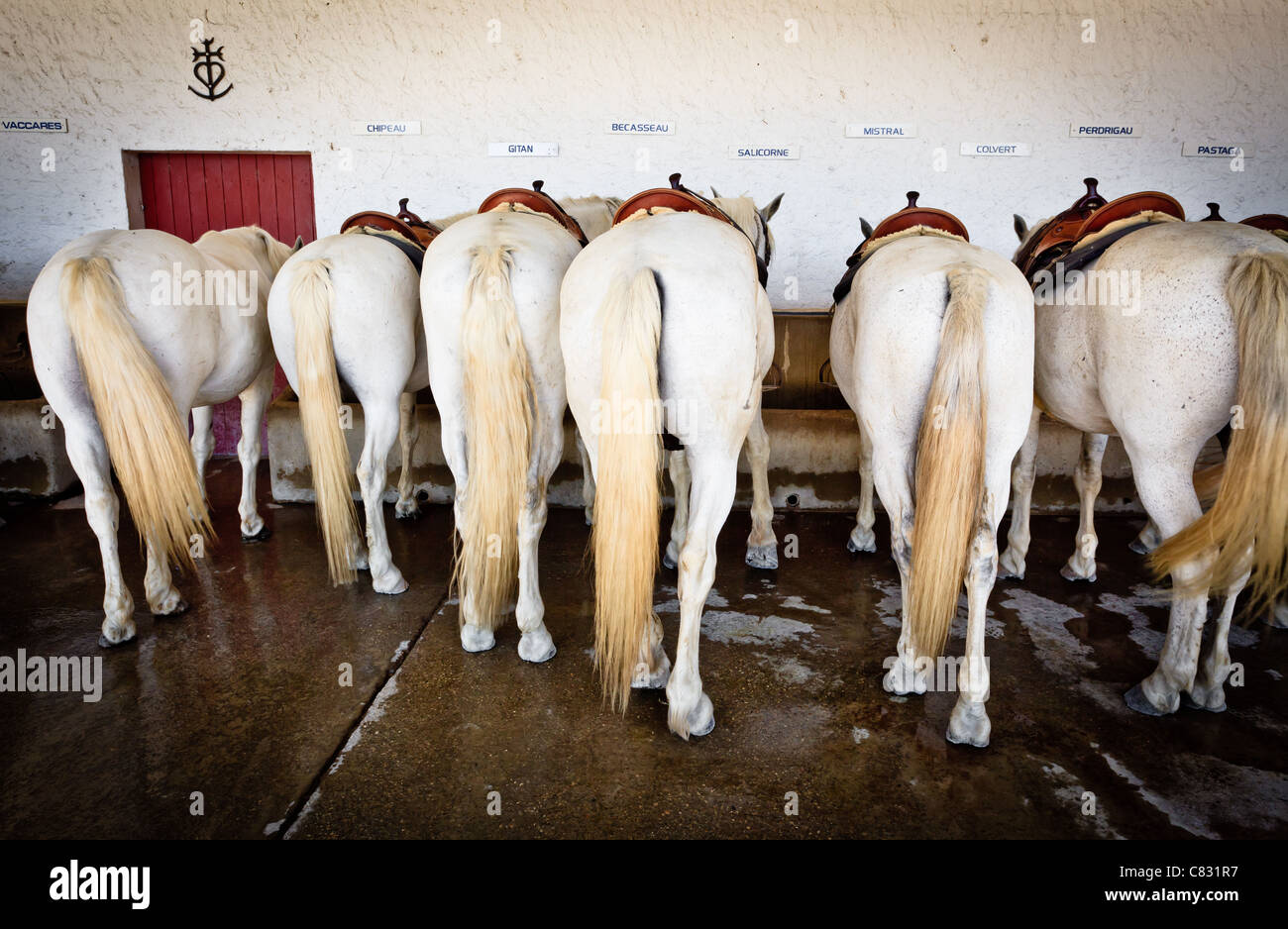 Cavalli Camargue in uno stabile con i nomi delle piastre sul muro, Francia Foto Stock