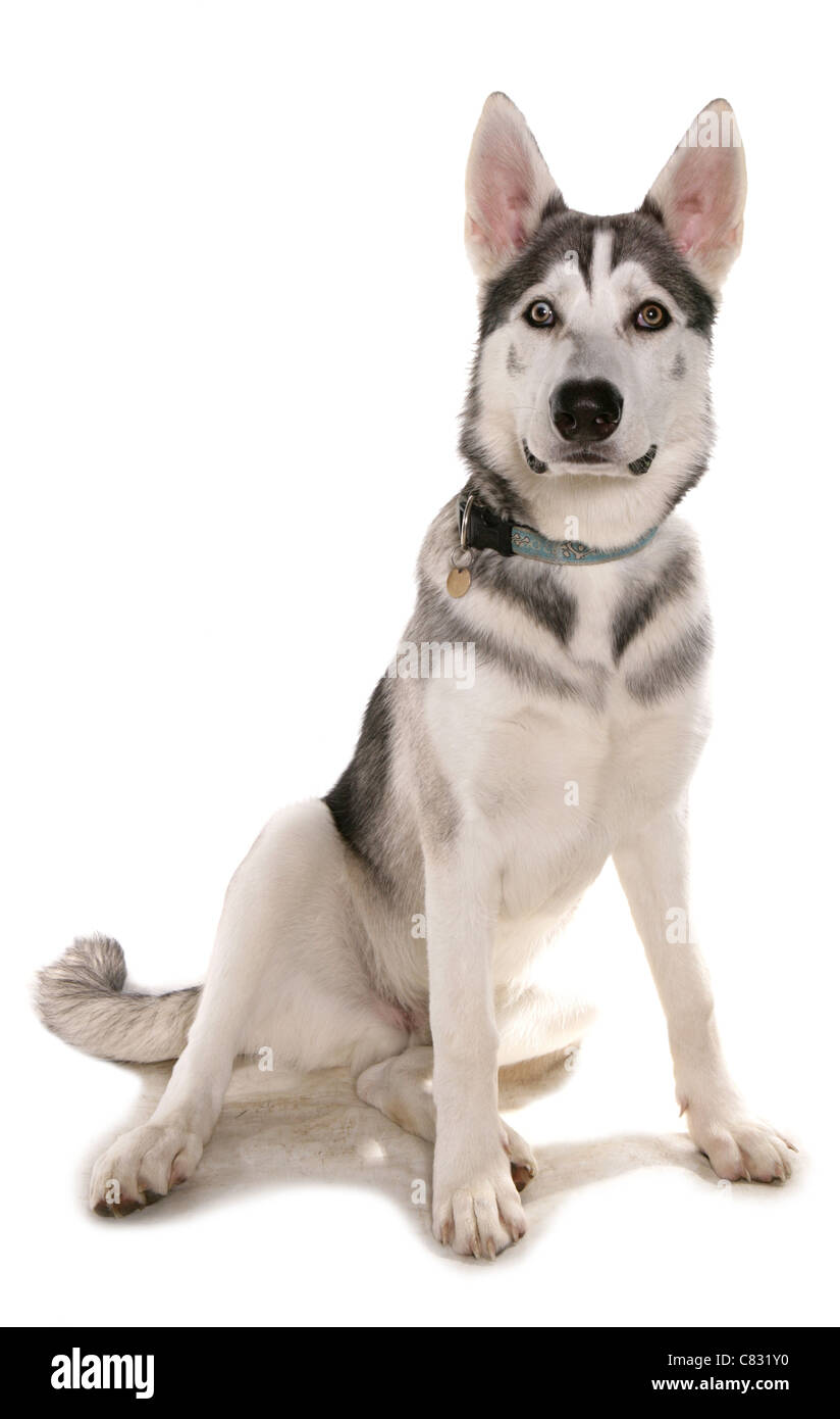 Northern Inuit singolo cane adulto seduto in un studio REGNO UNITO Foto Stock