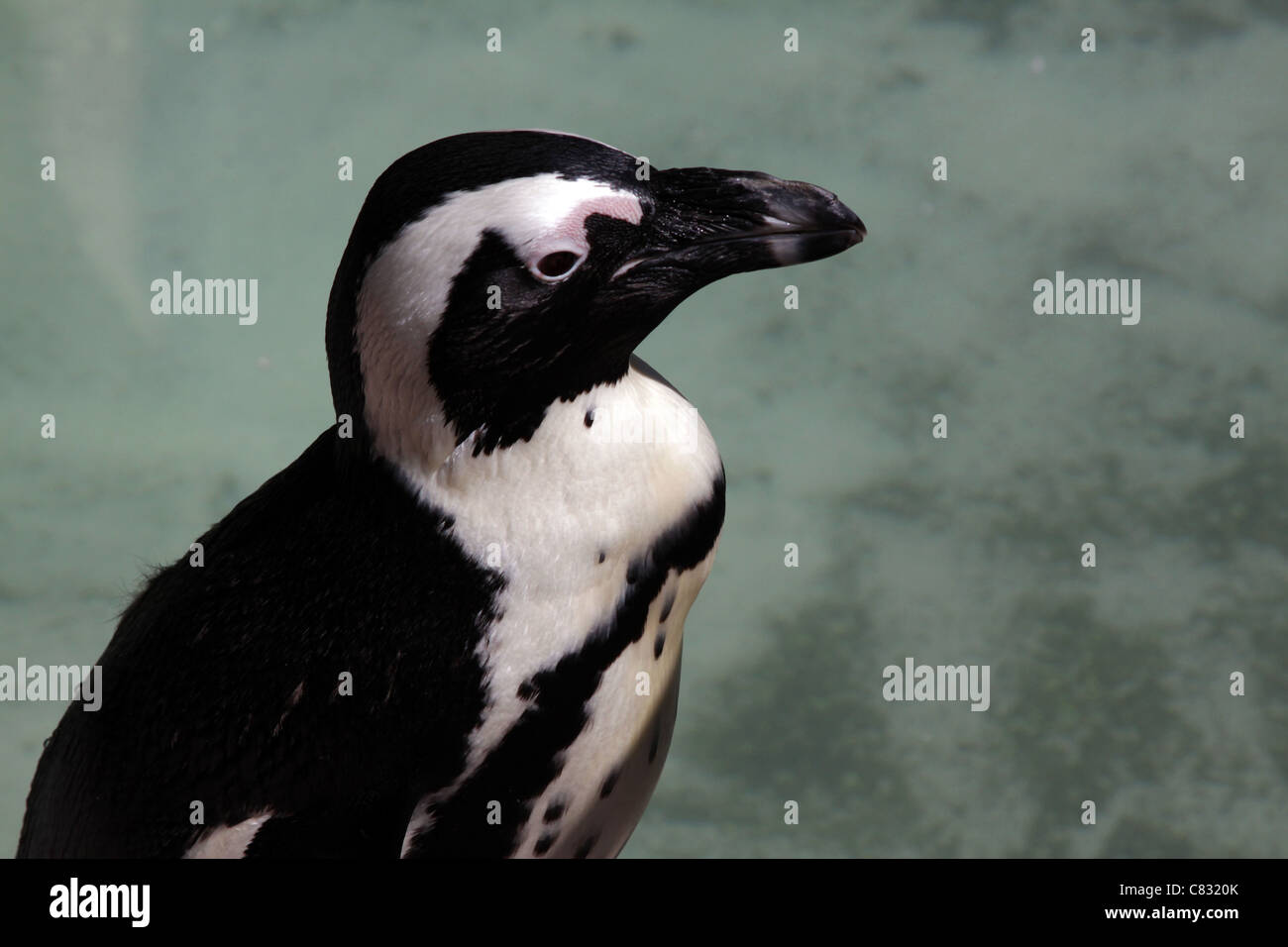Nero footed penguin ritratto Foto Stock