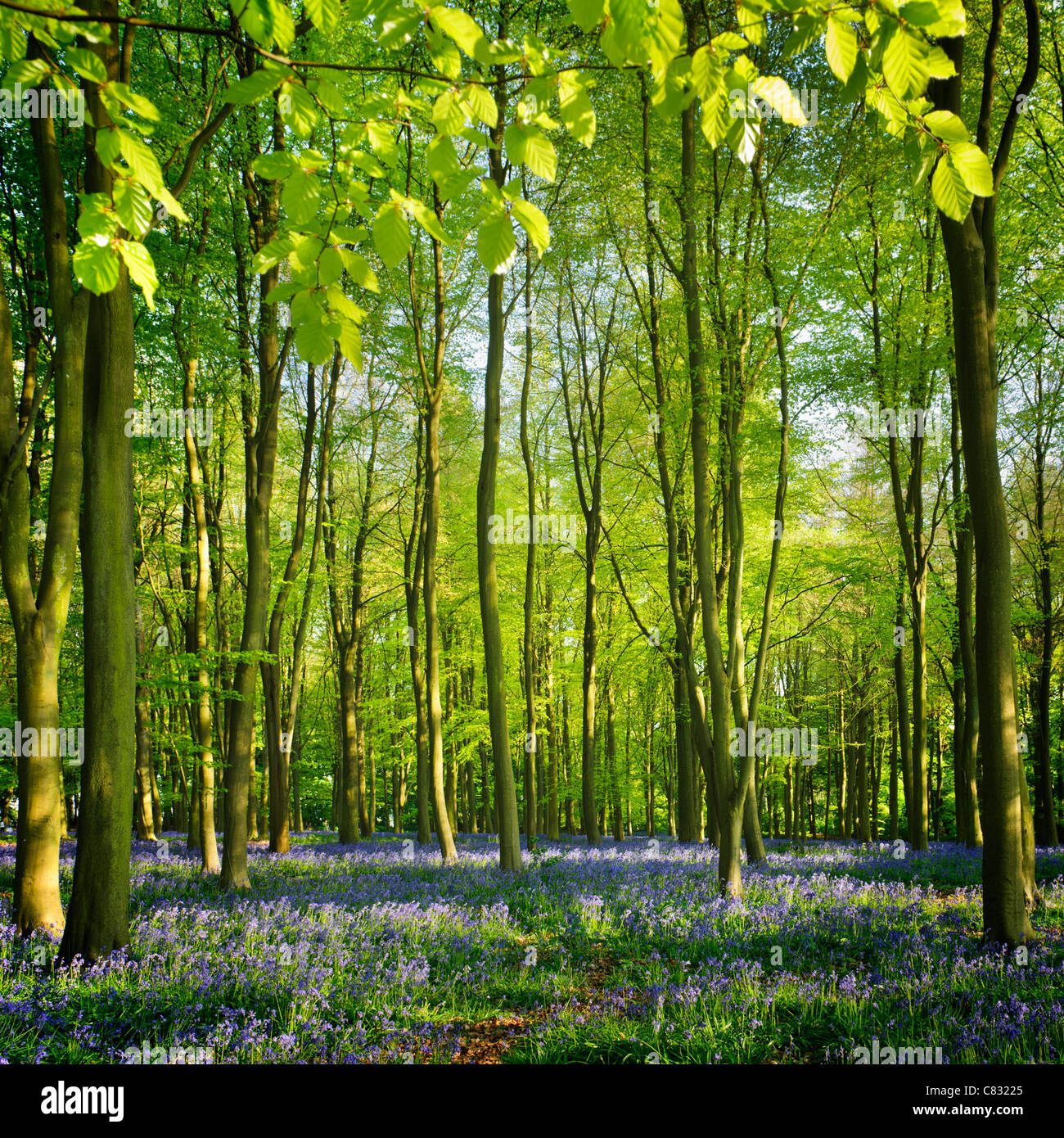 Tappeto di fiori Bluebell tra faggi Foto Stock