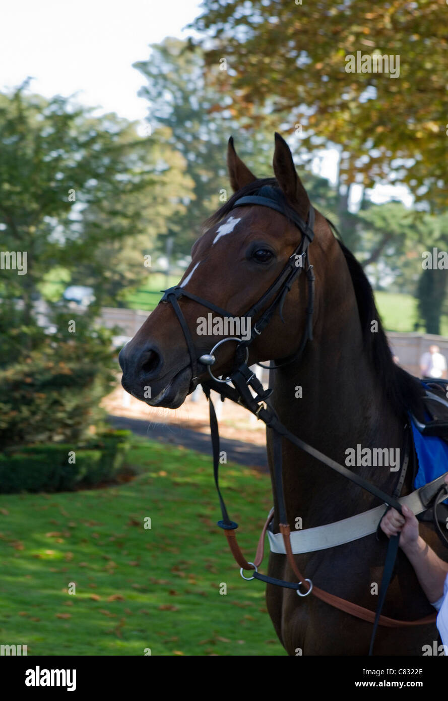 Corse di cavalli cavallo in parade ring UK Foto Stock