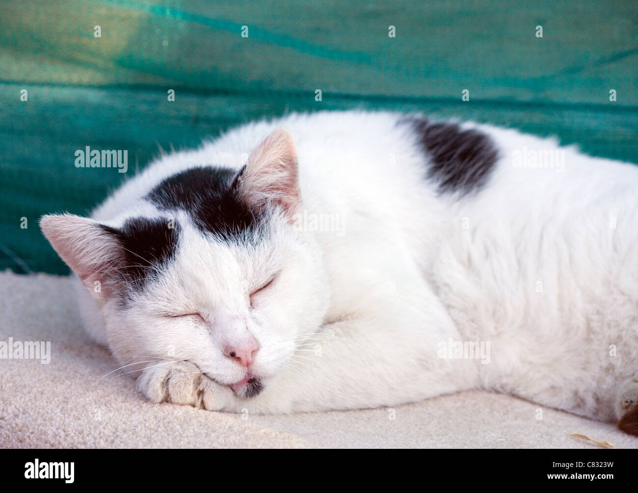 Il gatto domestico singolo adulto dorme al di fuori del Regno Unito Foto Stock