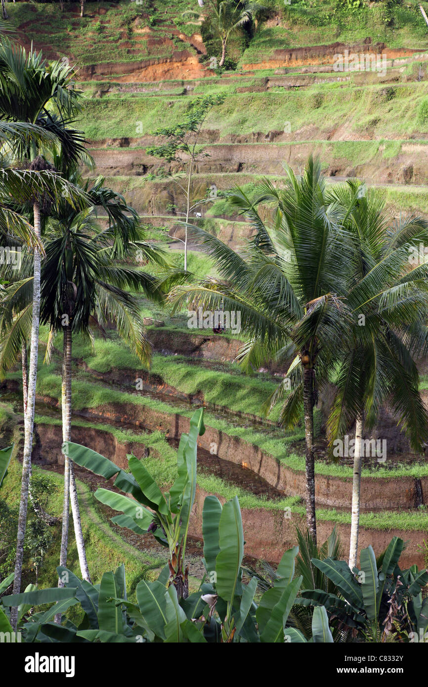 Terrazze di riso in Tegallalang. Foto Stock
