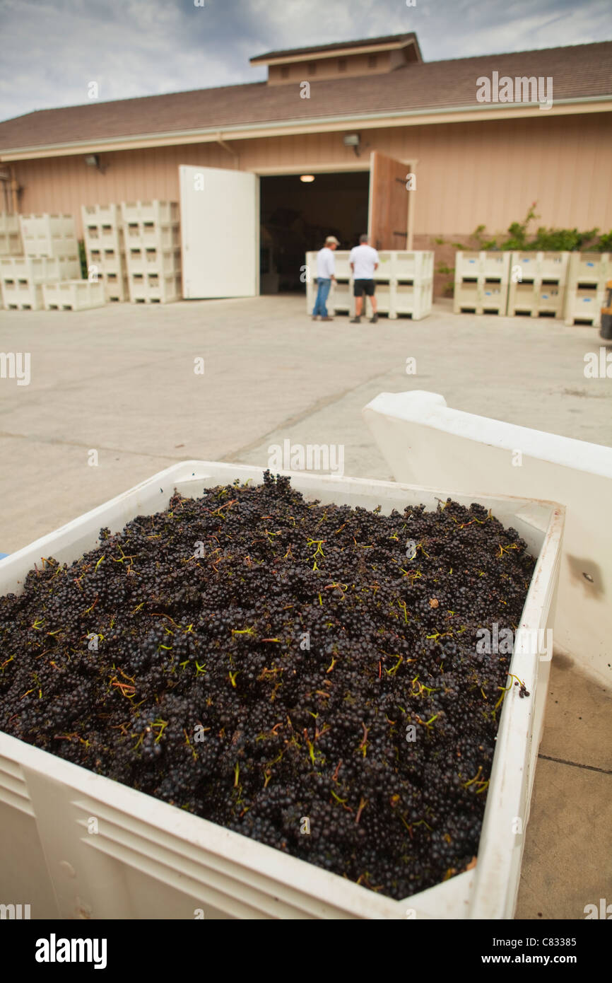 Le uve raccolte, Babcock vigneto, Santa Rita Hills, Santa Ynez Valley, California, Stati Uniti d'America Foto Stock