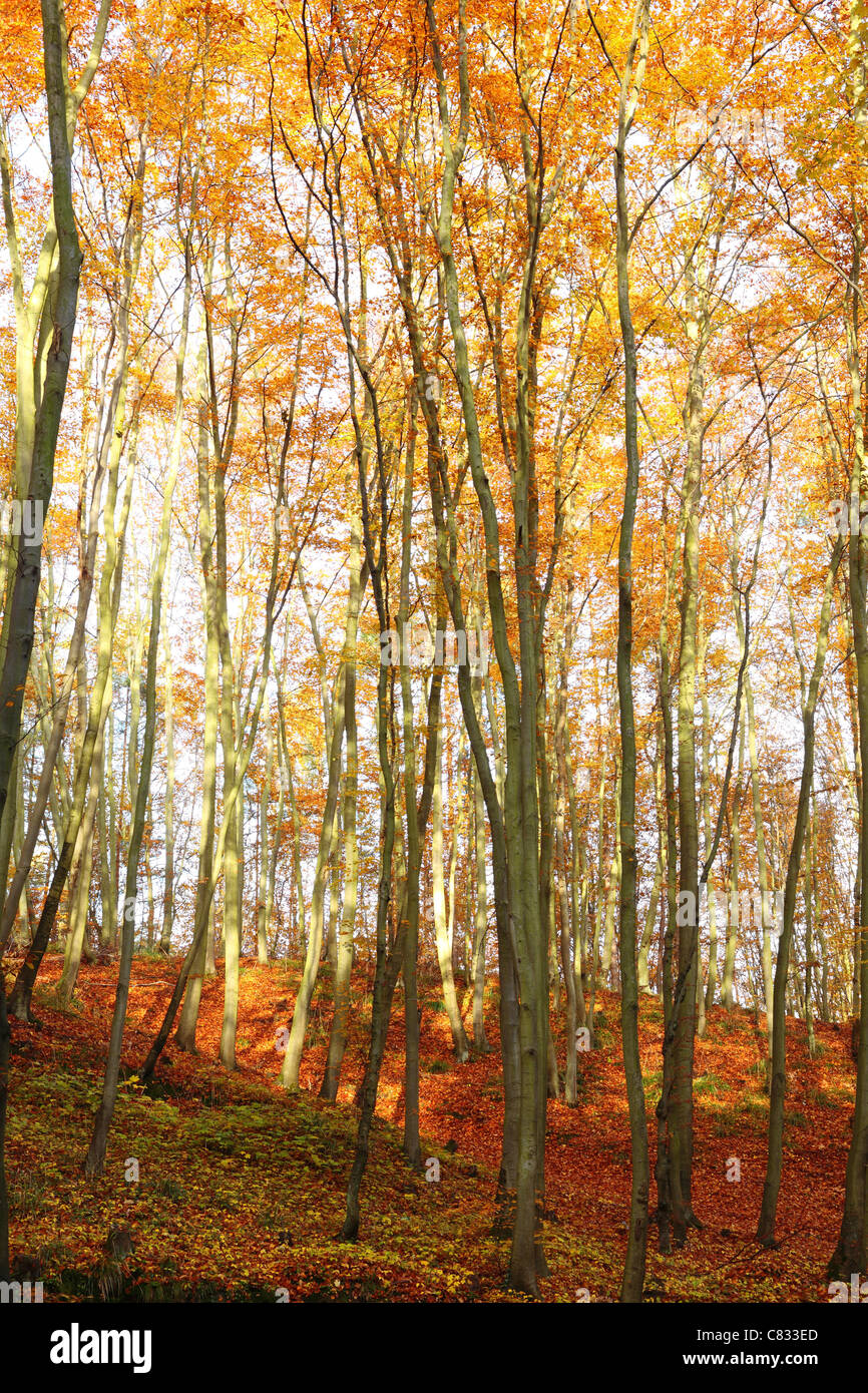 Autunno, le foglie in autunno la foresta, Polonia, Europa Foto Stock