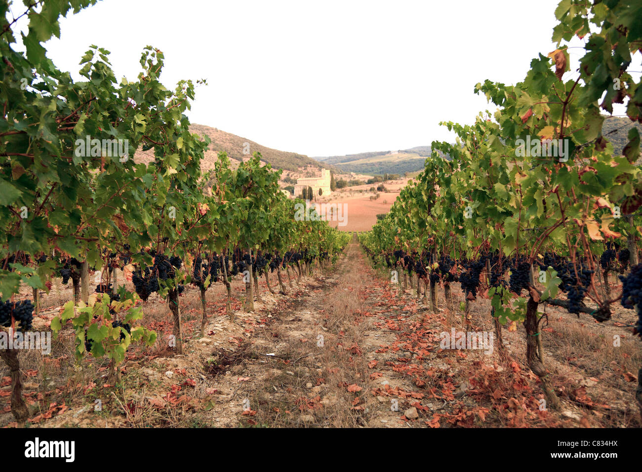 Vigneti vicino a Sant'Antimo Abbey, Toscana, Italia. Foto Stock