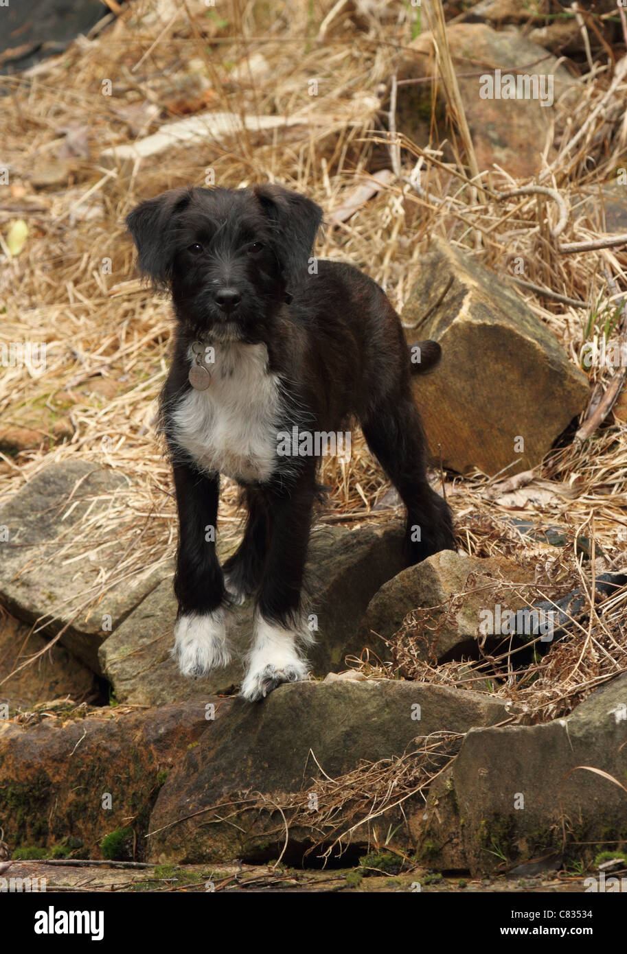 Jack Russell miniatura barboncino cucciolo a croce Foto Stock