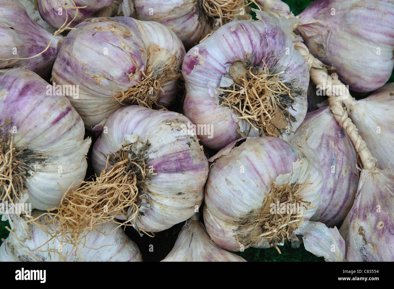 Un mazzetto di Francese bulbi di aglio Foto Stock