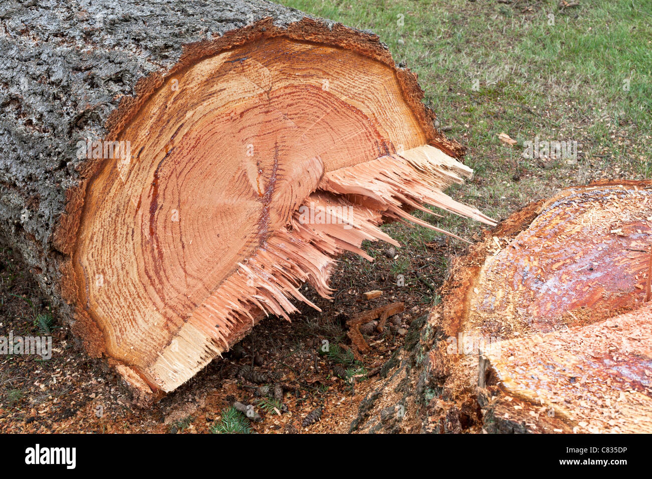 Troncone di albero anziano Foto Stock