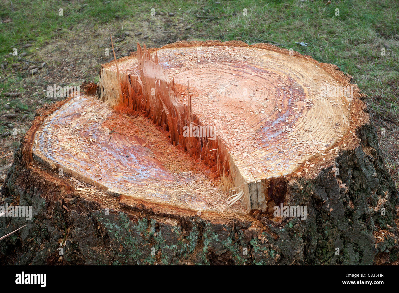 Troncone di albero anziano Foto Stock