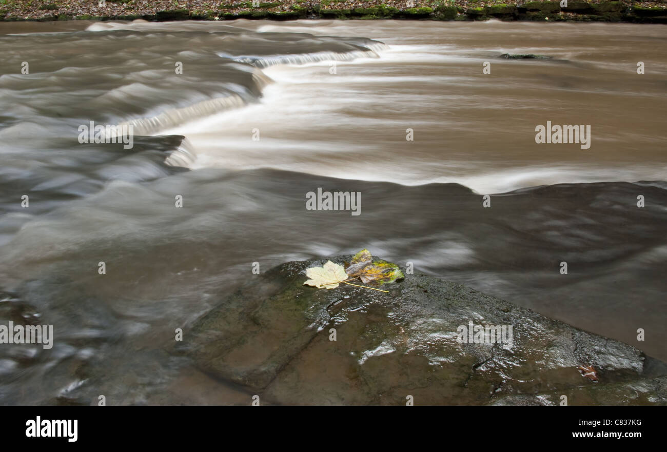 Piccole rapide nel fiume Cheshire con foglie autunnali sulla roccia. Foto Stock